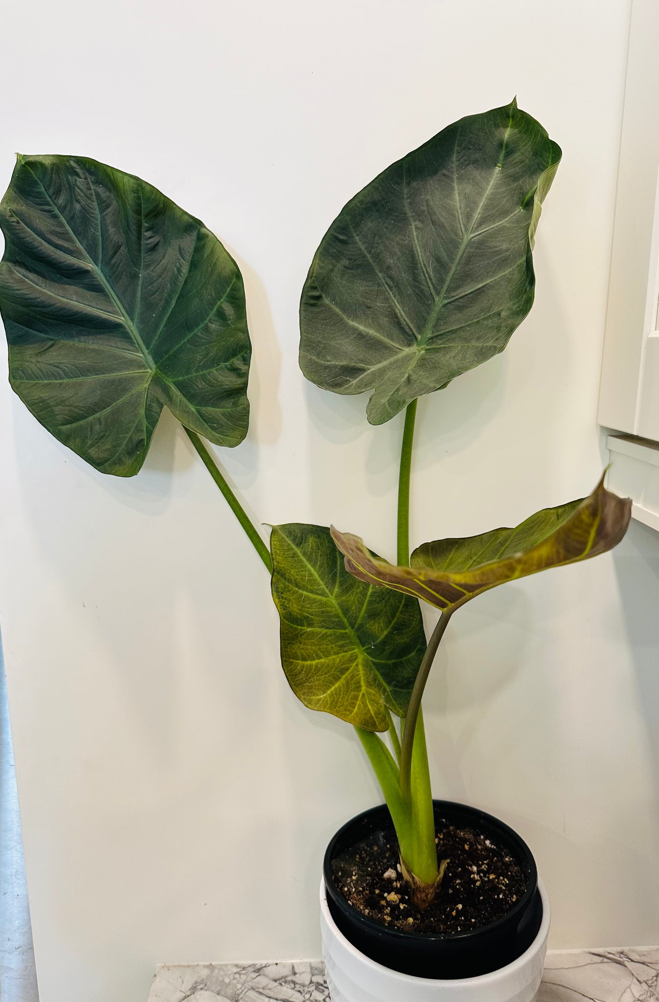 Alocasia Regal Shield