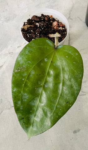 Hoya Glabra Borneo
