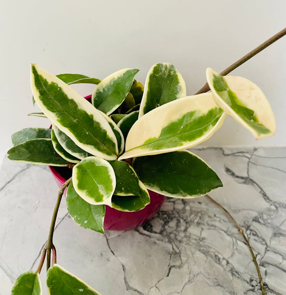 Hoya Carnosa Krimson Queen 4”