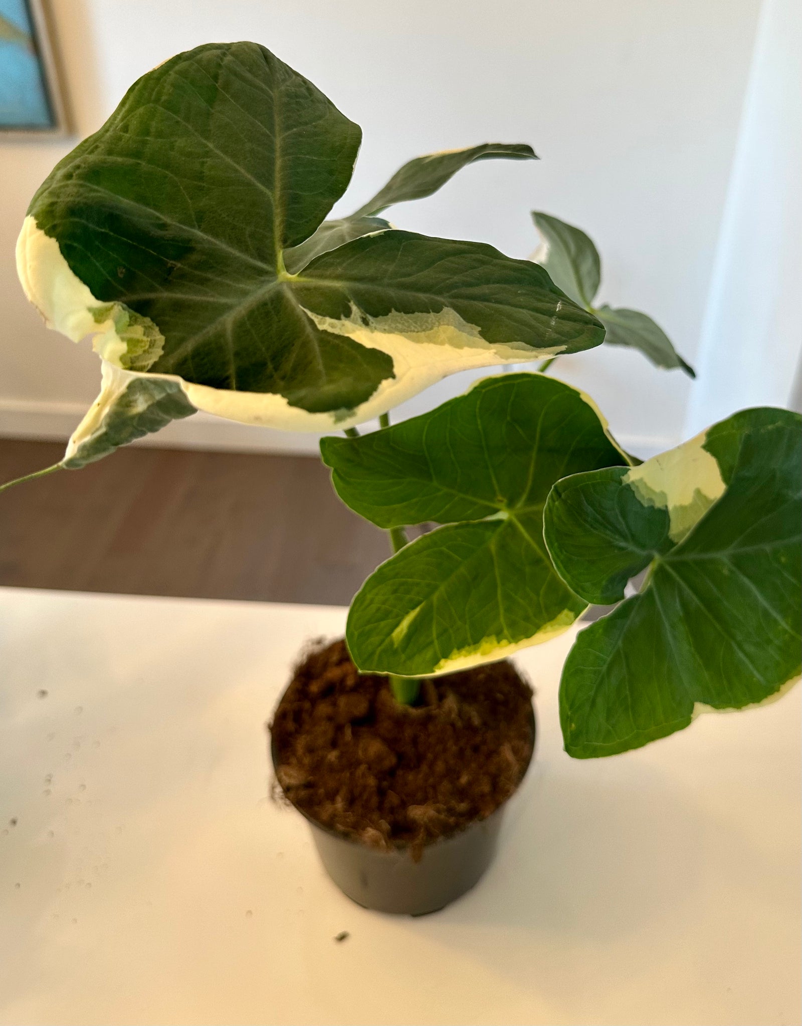 Alocasia Mickey Mouse Variegated