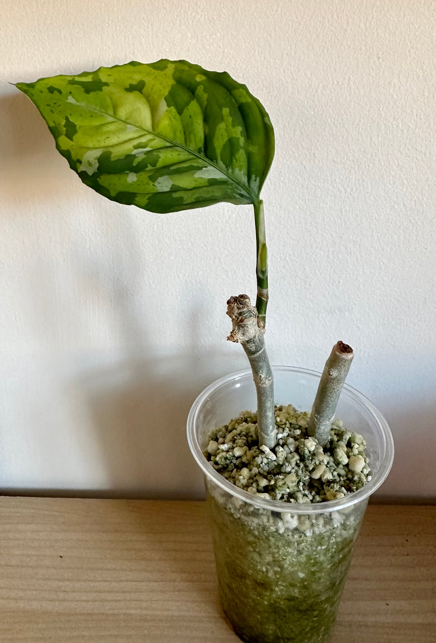 Aglaonema Pictum Tricolour