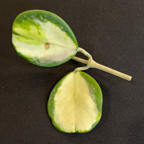 Hoya Obovata Variegated