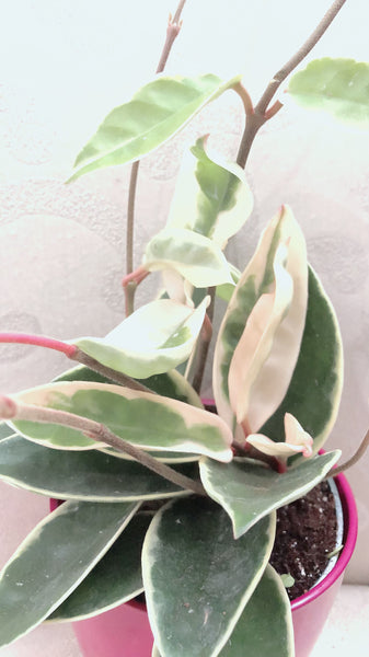 Hoya Carnosa Krimson Queen 4”